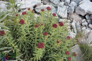 rhodiola rosea (3).jpg_product